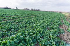 Rzepak ozimy Phoenix CL - 18.11.2017