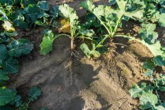 Rzepak ozimy Phoenix CL - 18.11.2017