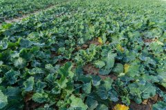 Rzepak ozimy Phoenix CL - 18.11.2017