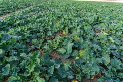 Rzepak ozimy Phoenix CL - 18.11.2017