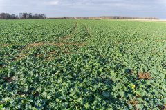 Rzepak ozimy Phoenix CL - 18.11.2017