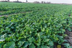 Rzepak ozimy Phoenix CL - 18.11.2017