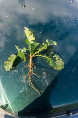 Rzepak ozimy Phoenix CL - 18.11.2017