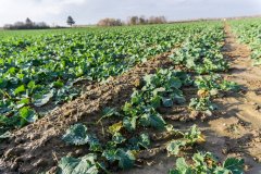 Rzepak ozimy Phoenix CL - 18.11.2017