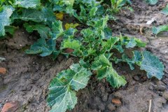 Rzepak ozimy Phoenix CL - 18.11.2017