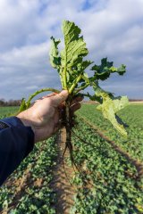 Rzepak ozimy Phoenix CL - 18.11.2017