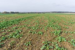 Rzepak ozimy Popular - 04.11.2017