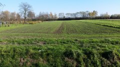 Pszenica Hondia /siew 14.10.2017/