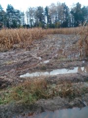 Żniwa kukurydziane na Podlasiu 