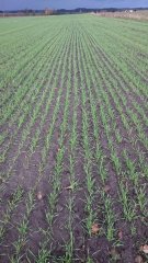 Żyto Dankowskie Diament 