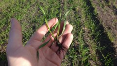 Żyto hybrydowe KWS Serafino