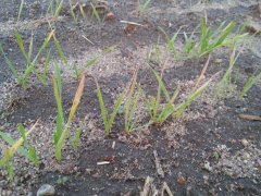 Żyto hybrydowe żółknie - pomocy