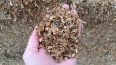 Kiszonka z kukurydzy