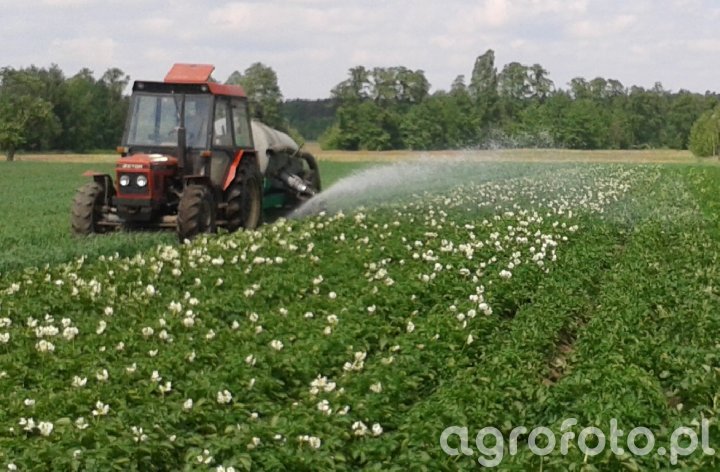 Rośliny okopowe - Galeria rolnicza agrofoto