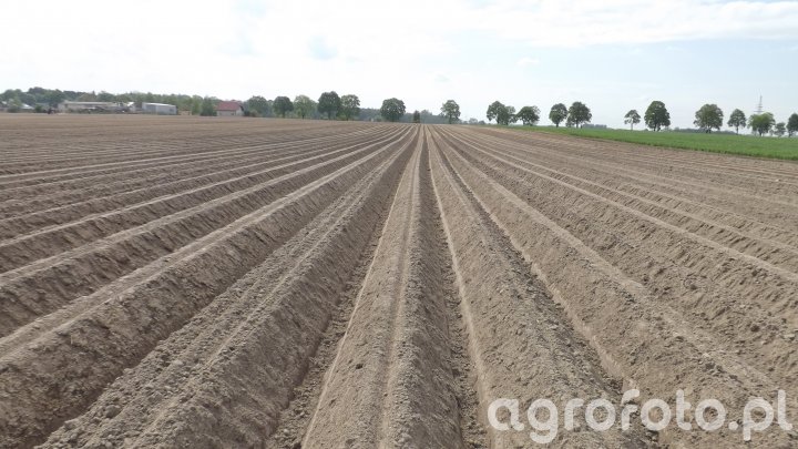 Rośliny okopowe - Galeria rolnicza agrofoto