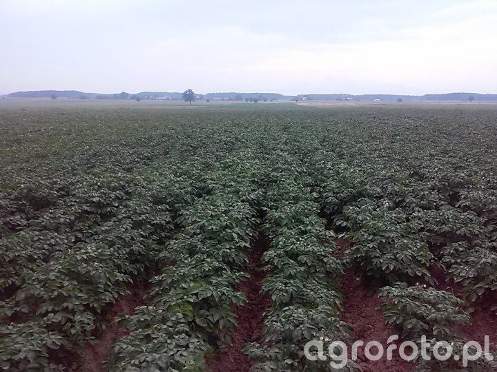 Rośliny okopowe - Galeria rolnicza agrofoto