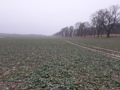 Rzepak ozimy Croquet