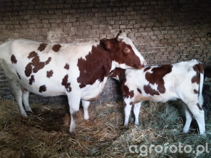 Krowa i jej córka