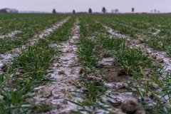 Pszenica ozima Patras - 13.01.2018