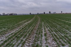 Pszenica ozima Rotax - 13.01.2018