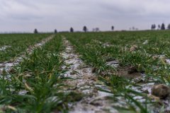 Pszenica ozima Rotax - 13.01.2018