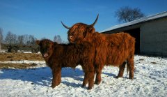 Highland i cielak po salersie