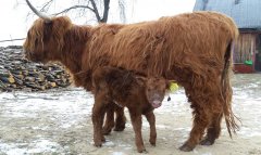Higland, krowa z jałóweczką