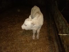 Jałóweczka charolaise