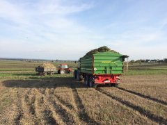 MF 3060 i Ursus 3512 z transportem pietruszki.