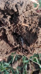 Pszenica ozima - korzenie