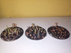 Test kiełkowania kukurydzy.