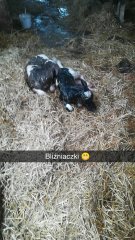 Bliźniaczki 