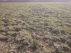 Jęczmień ozimy Sandra 