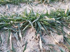 Jęczmień ozimy TITUS - 03.03.2018