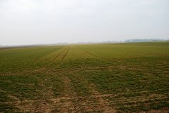 Pszenica ozima 26.03.2018