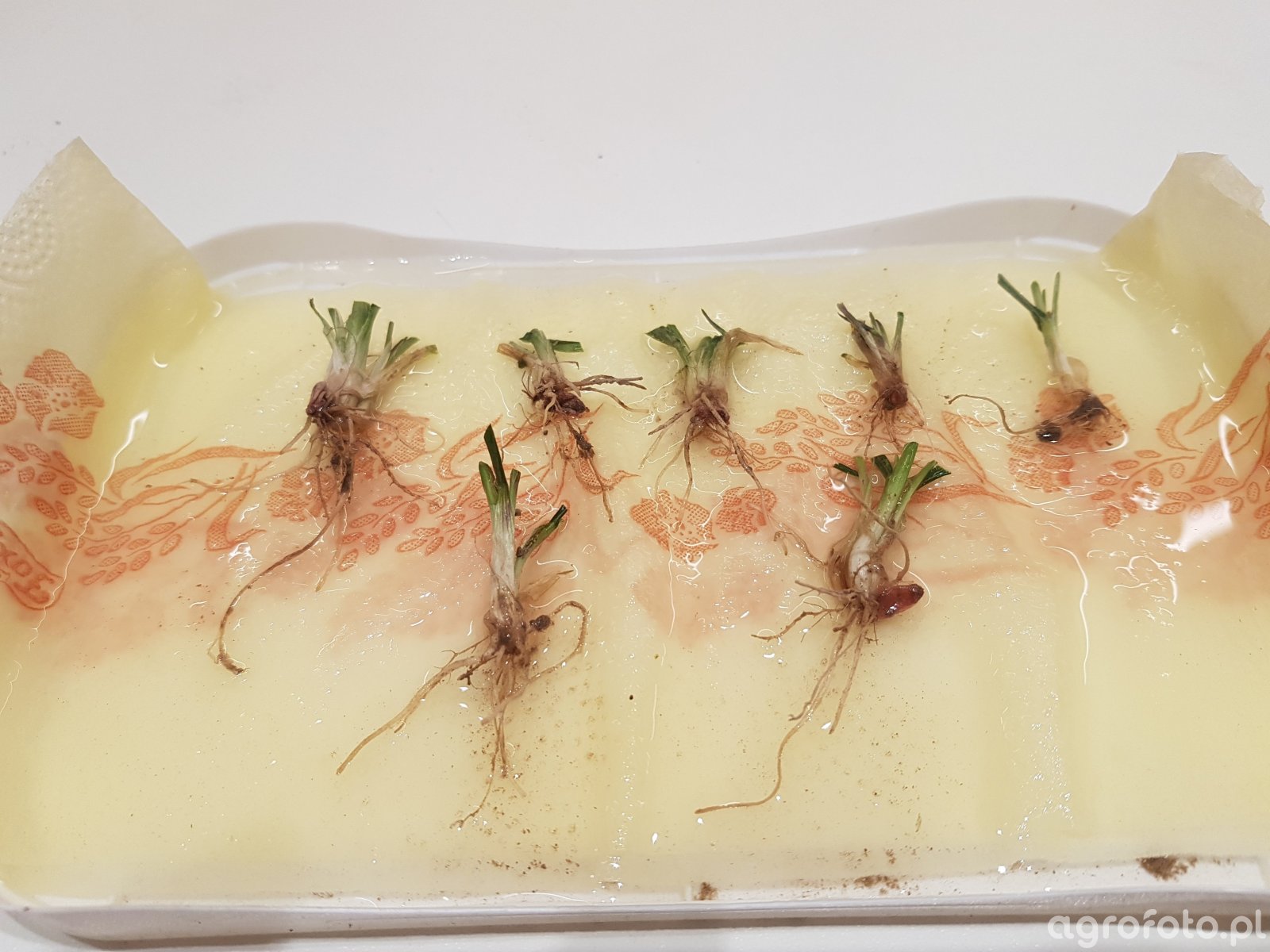 Pszenica ozima Patras - 03.03.2018 - test przezimowania