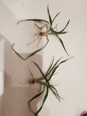 Pszenica ozima Patras - 03.03.2018 - test przezimowania