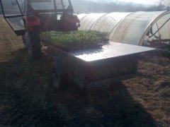 Sadzenie fasoli pod folią