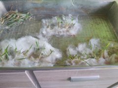 Test pszenicy (Arkadia, Torres, Medalistka)