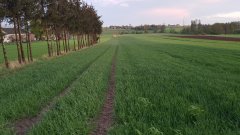 Hondia i Arkadia stan na 26.04