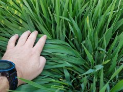 Jęczmień ozimy Titus - 21.04.2018