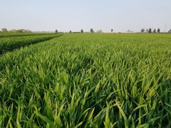 Jęczmień ozimy Titus - 21.04.2018