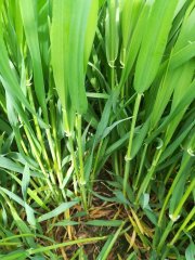 Jęczmień Zimowy Quadriga 