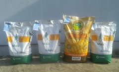 Kukurydza Siewna 2018