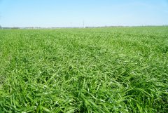 Mieszanka Barenbrug BG-13 Milkway POPLON