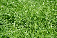 Mieszanka Barenbrug BG-13 Milkway POPLON