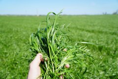 Mieszanka Barenbrug BG-13 Milkway POPLON