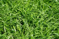 Mieszanka poplonowa Barenbrug BG-13 Milkway POPLON