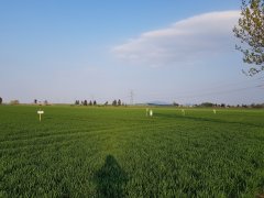 Pszenica poletko porównawcze - 21.04.2018