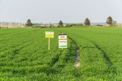 Pszenica Rotax - 21.04.2018